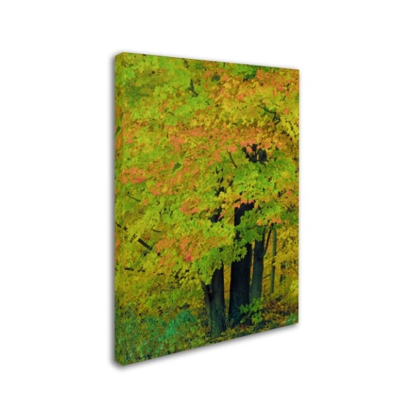 Kathie McCurdy 'Forest Beauty' Canvas Art,35x47